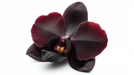 Obraz na płótnie Canvas one single black orchid flower on white background