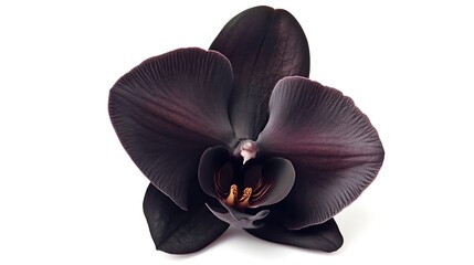 one single black orchid flower on white background