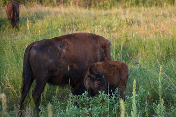 American bison grazing in a meadow
