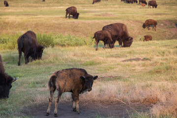 Bison herd grazing in a meadow
