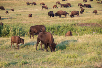 Bison herd grazing in a meadow
