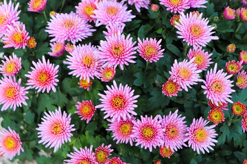 Fototapeta premium Chrysanthèmes roses et orangées
