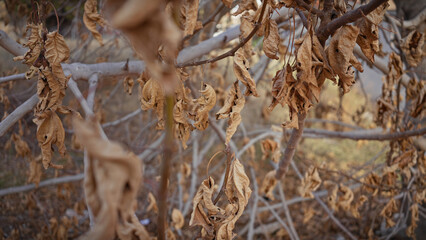 Close-up of withered leaves on dry branches conveying drought in murcia, spain, depicting nature's cycle