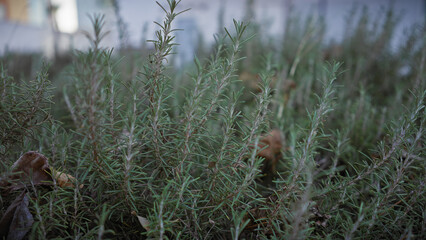 Close-up of rosmarinus officinalis in a murcia, spain garden, with vivid green needle-like leaves.