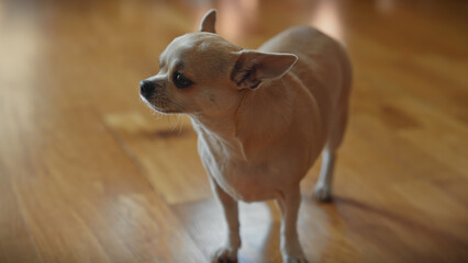 A small tan chihuahua standing attentively indoors on a wooden floor, showcasing pet, animal, and domestic themes.