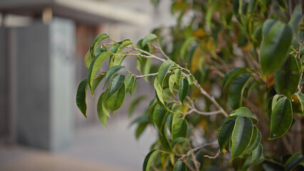 Close-up of vibrant green leaves on a plant in murcia, spain, with a soft-focused urban background.