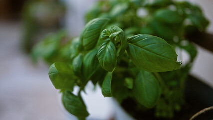 Fresh green basil leaves of ocimum basilicum plant in an outdoor setting in puglia, italy, capturing vibrant herb foliage.