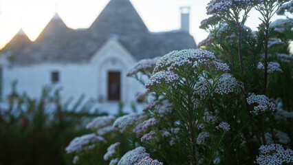 White wildflowers in bloom near traditional trullo houses in alberobello, puglia, with soft evening light creating a picturesque southern italian scene. © Krakenimages.com