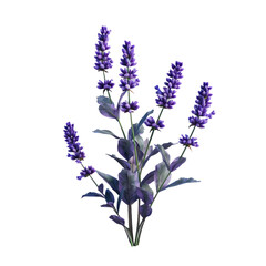 Fototapeta premium Violet lavender herb flower isolated on transparent background.