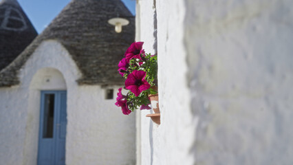 Vibrant magenta petunias bloom in a clay pot on a white wall with traditional trulli houses and a...