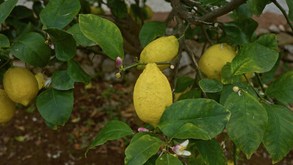 Ripe lemons and vibrant green leaves on a lemon tree branch in an outdoor garden in puglia, italy,...