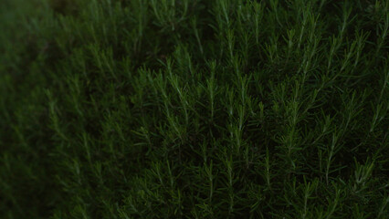 Dense rosemary bushes in an outdoor setting in puglia, italy, showcasing green foliage under natural sunlight.