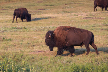 American bison walking in a meadow

