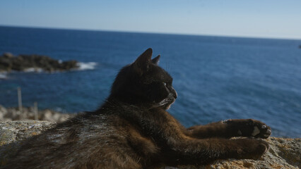 Black cat relaxing on a rocky coastline with blue sea background in gallipoli, puglia, salento, italy under a clear sky on a sunny day.