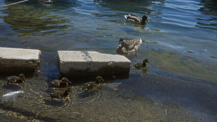 Duck and ducklings swimming near large stones in the clear blue waters of porto cesareo, puglia, italy, during a sunny day.
