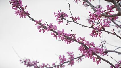 Close-up view of pink cercis siliquastrum blossoms under soft light in murcia, spain, depicting vibrant spring flora
