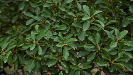 Lush mediterranean quercus coccifera leaves in murcia, spain, showcasing evergreen nature