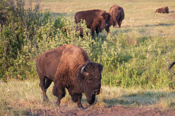 American bison walking in a meadow
