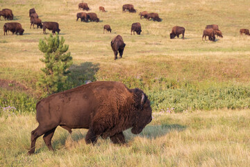 Bison herd grazing in a meadow