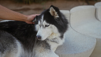 A man caresses a husky outdoors on a city street, suggesting a moment of companionship and urban living.