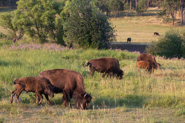 Bison herd grazing in a meadow