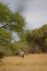 Oryx in Kgalagadi Transfrontier Park, BOTSWANA