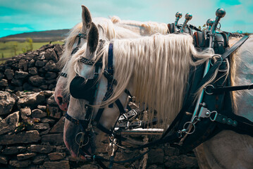 horse