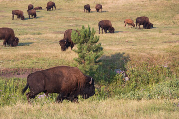 Bison herd grazing in a meadow