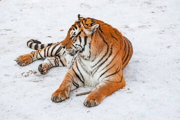 Tiger in the park at winter day time.