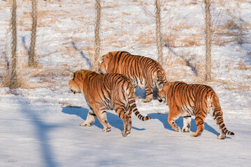 Three tigers walk in the park.