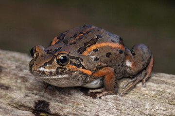 Close up of Australian Salmon-striped Frog