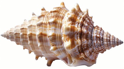 Fototapeta premium A close-up view of a shell on a white background, perfect for use in design projects or as a decorative element