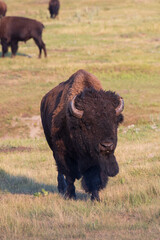American bison standing in a field
