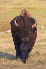 American bison standing in a field