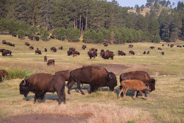Bison herd grazing in a meadow