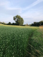 A crop of Canary Grass in a field in July, North Yorshire, England, United Kingdom