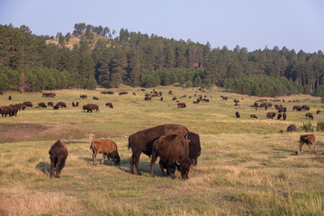 Bison herd grazing in a meadow