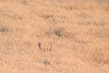 Damwild (Dama dama) im Getreidefeld