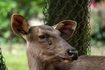Fototapeta premium A Deer face with a fly standing on it