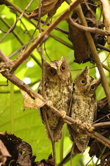 The Sulawesi scops owl (Otus manadensis) is an owl found on the Sulawesi island of Indonesia. This photo was taken in Tangkoko national park.