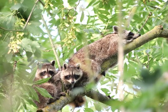 Wachb&auml;rfamilie auf Eschenbaum