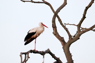 Weißstorch (Ciconia ciconia) auf kahlem Baum 