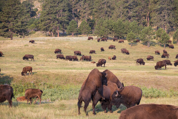 Bison herd grazing in a meadow