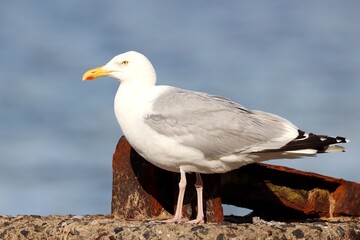 Fototapeta premium Möwe