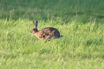 Europäischer Feldhase (Lepus europaeus)