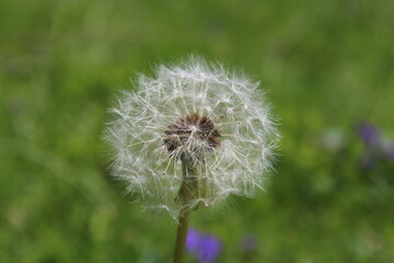 Dandelion 