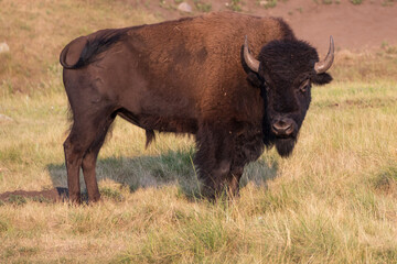 American bison standing in a field