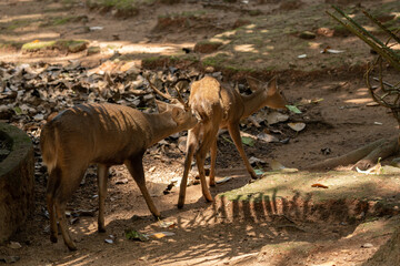 Lovely Brown Deer in the zoo