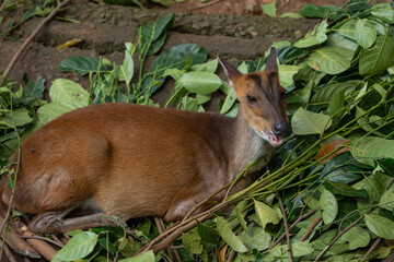 Lovely Brown Deer in the zoo