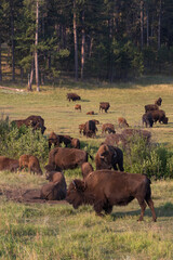 Bison herd grazing in a meadow